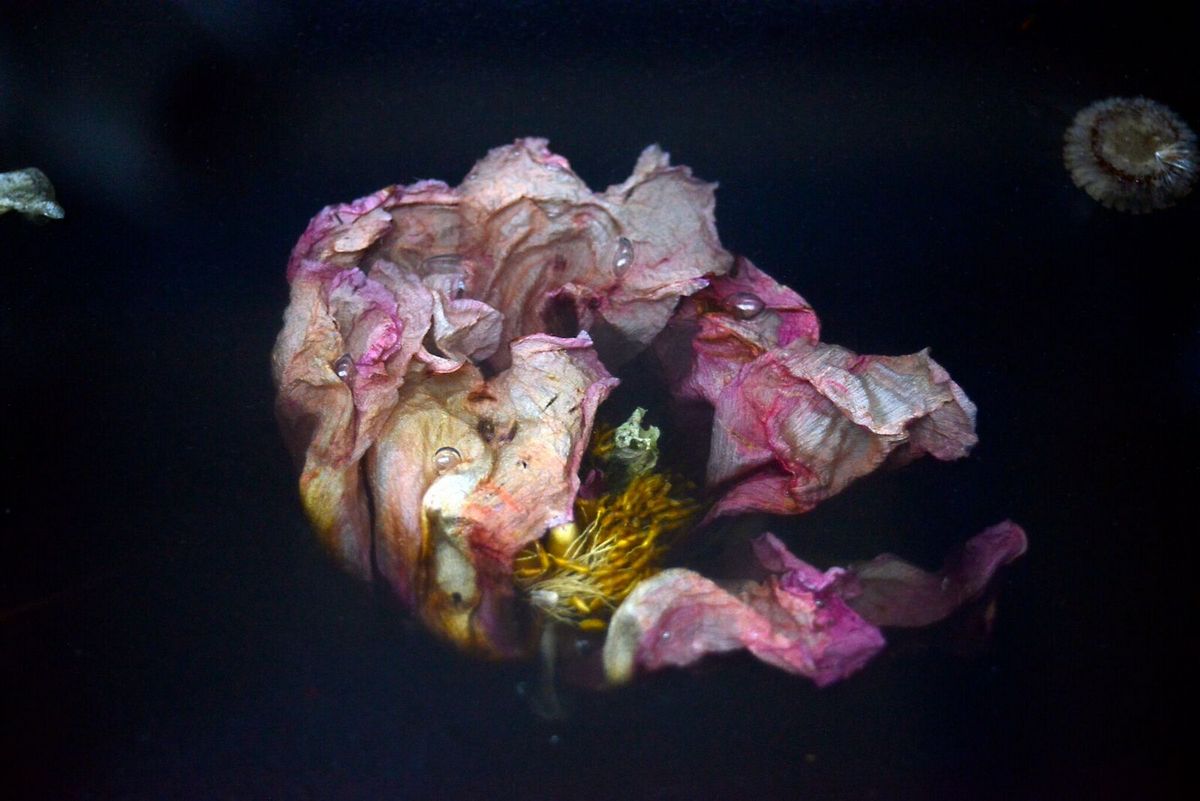Zbliżenie na kwiat będący fragmentem obiektu "Flora".